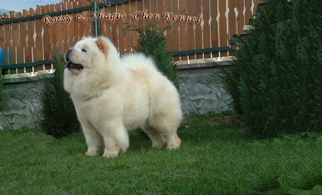 Rossy Chow Chow Kennel